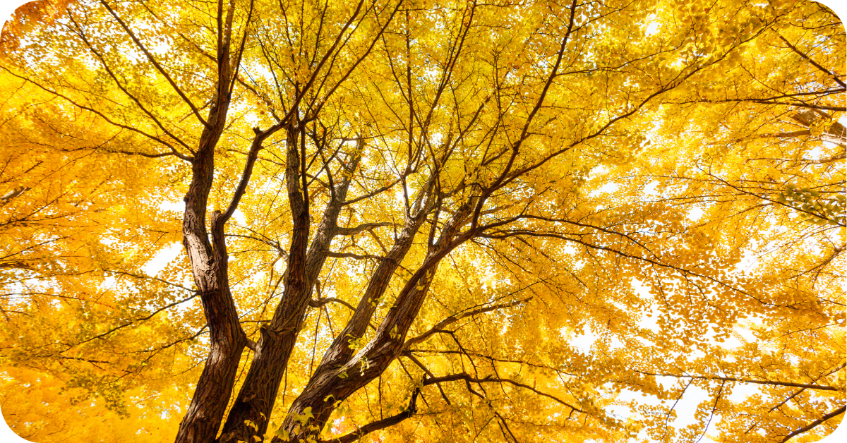 Ginkgo biloba: werking, geschiedenis en voordelen