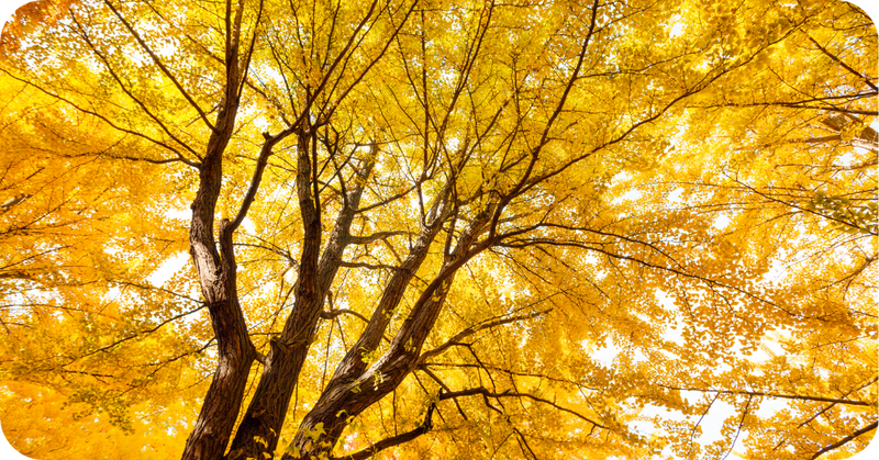 Ginkgo biloba: werking, geschiedenis en voordelen